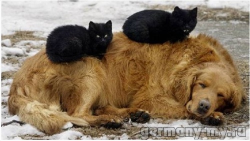 Налог на содержание домашних животных предлагают ввести в Приморье